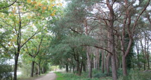 Illustration : abattage arbres à Montaigu-Vendée