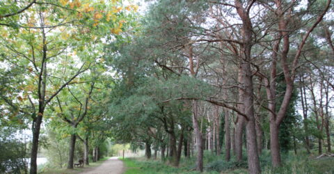 Illustration : abattage arbres à Montaigu-Vendée