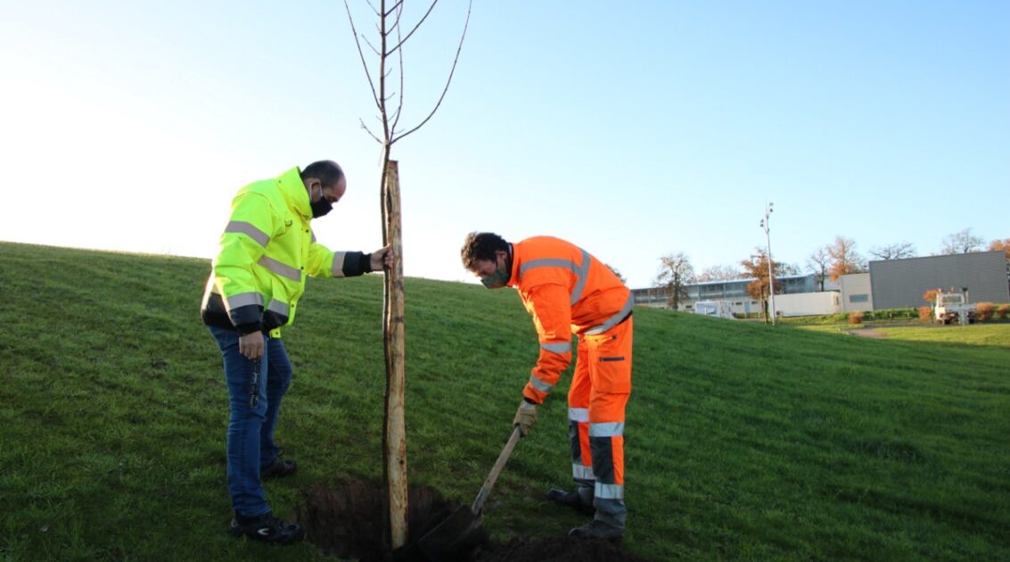 Arbres des naissance 2019 Montaigu-Vendée