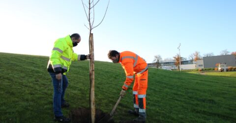 Arbres des naissance 2019 Montaigu-Vendée