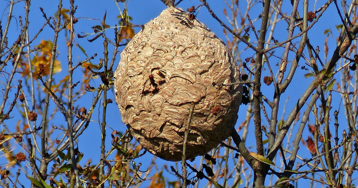Photo d'illustration : nid de frelons asiatiques