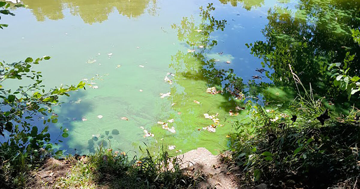 Photo : cyanobactéries Pont Boisseau, Saint-Georges-de-Montaigu, Montaigu-Vendée