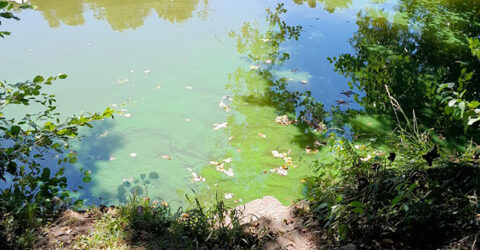 Photo : cyanobactéries Pont Boisseau, Saint-Georges-de-Montaigu, Montaigu-Vendée